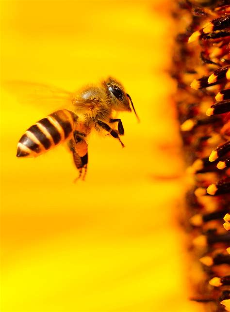 Guerlain et ses abeilles : pour une biodiversité résiliente..